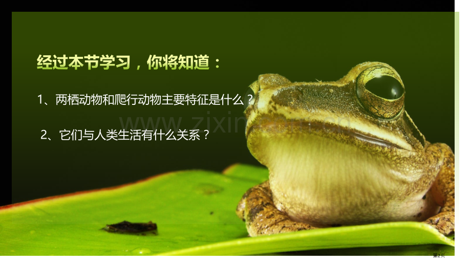 两栖动物和爬行动物教学课件省公开课一等奖新名师优质课比赛一等奖课件.pptx_第2页