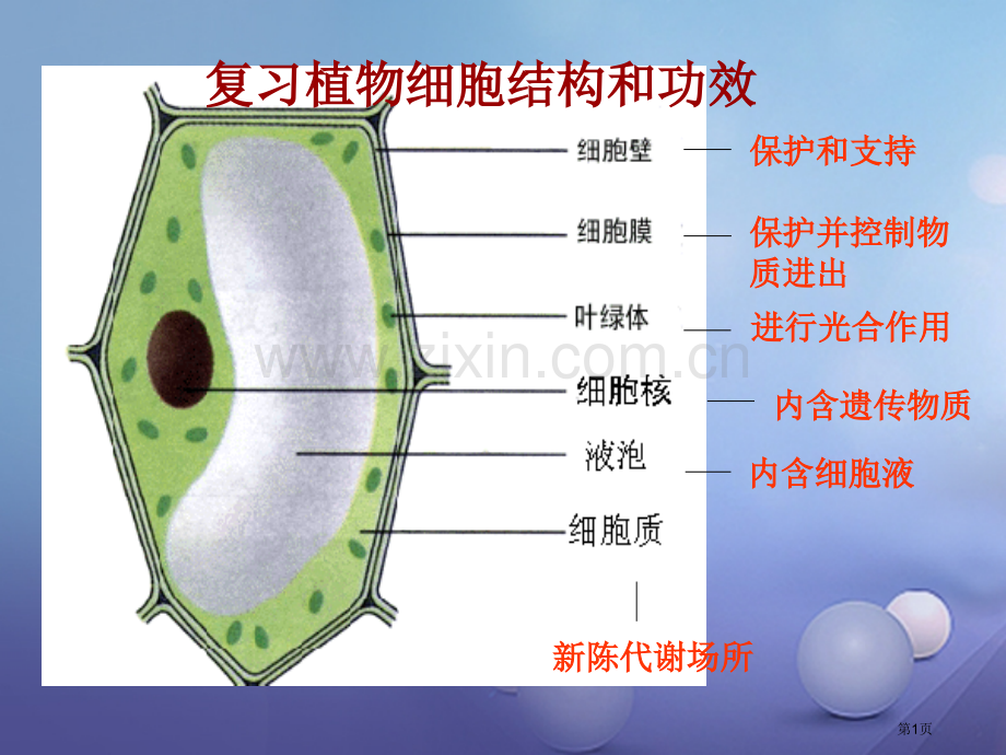 七年级生物上册第二单元第一章第三节动物细胞教学PPT市公开课一等奖百校联赛特等奖大赛微课金奖PPT课.pptx_第1页