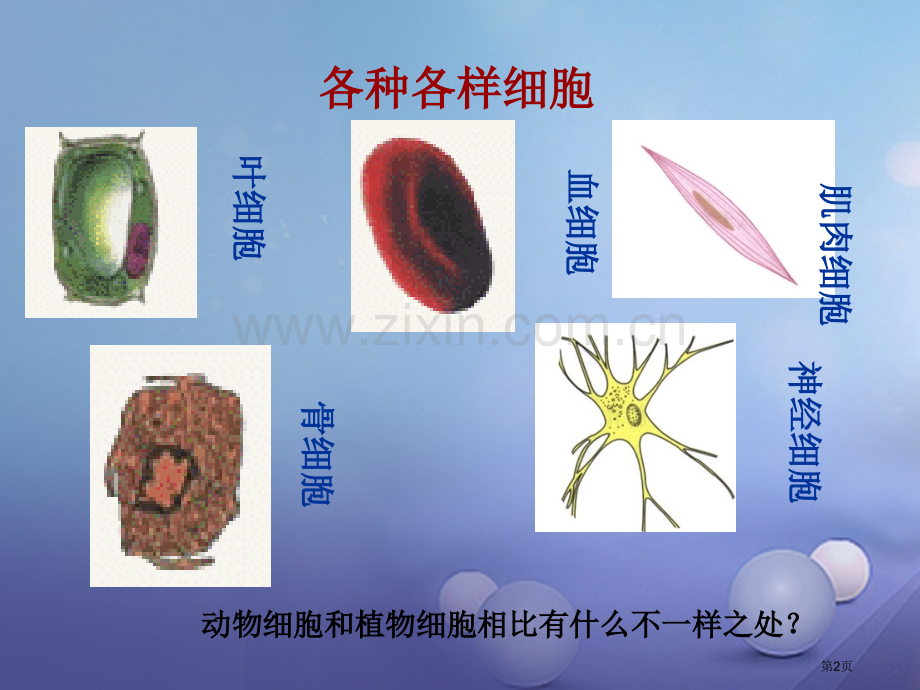 七年级生物上册第二单元第一章第三节动物细胞教学PPT市公开课一等奖百校联赛特等奖大赛微课金奖PPT课.pptx_第2页