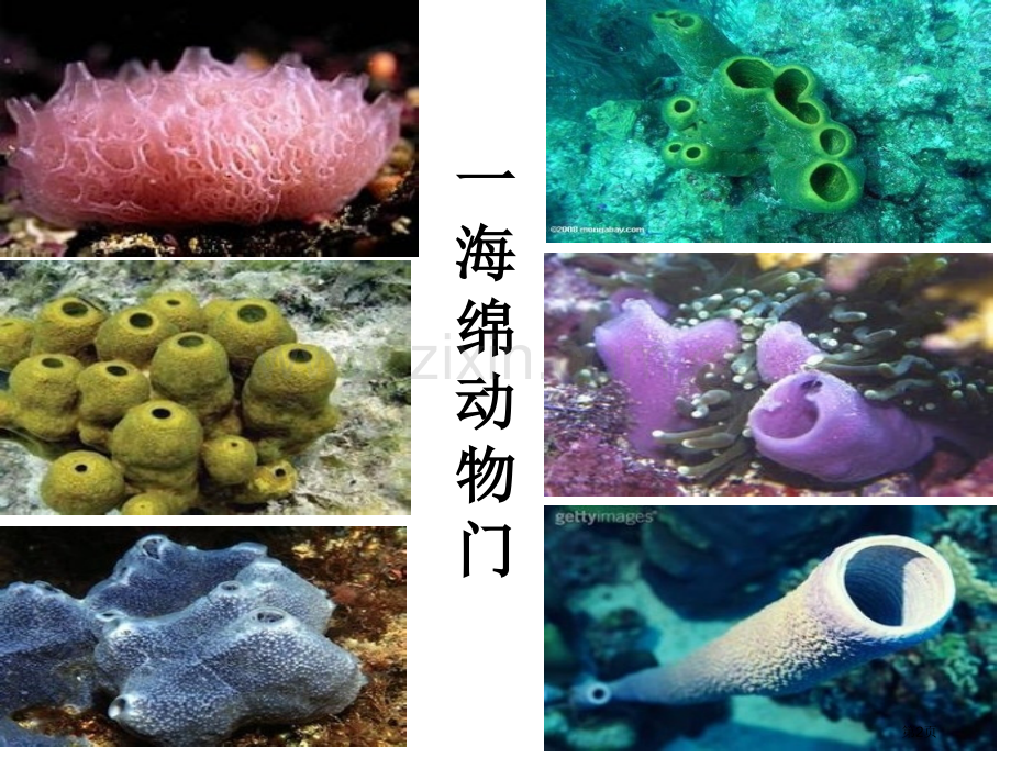 北京版生物八下动物界9ppt副本副本省公共课一等奖全国赛课获奖课件.pptx_第2页