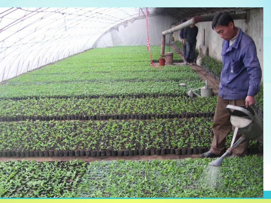 植物怎样“喝水”课件省公开课一等奖新名师优质课比赛一等奖课件.pptx_第2页
