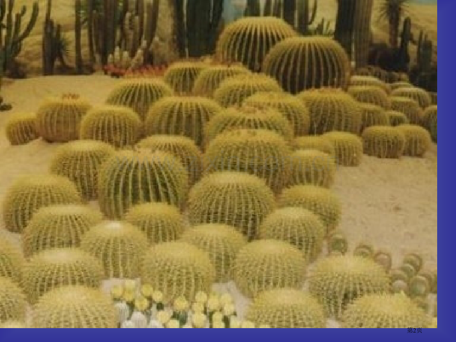 人教版小学六年级语文仙人掌省公共课一等奖全国赛课获奖课件.pptx_第2页