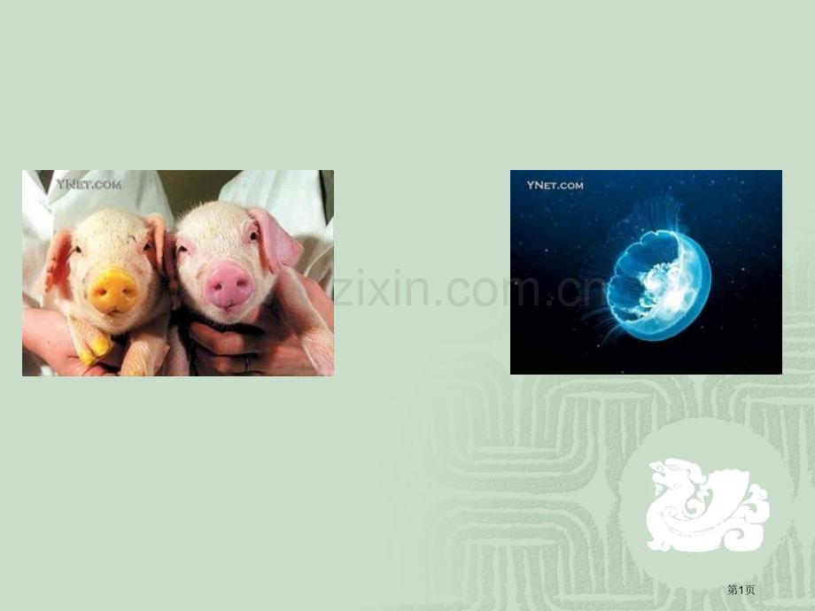 苏教版高中生物染色体变异及其应用省公共课一等奖全国赛课获奖课件.pptx_第1页