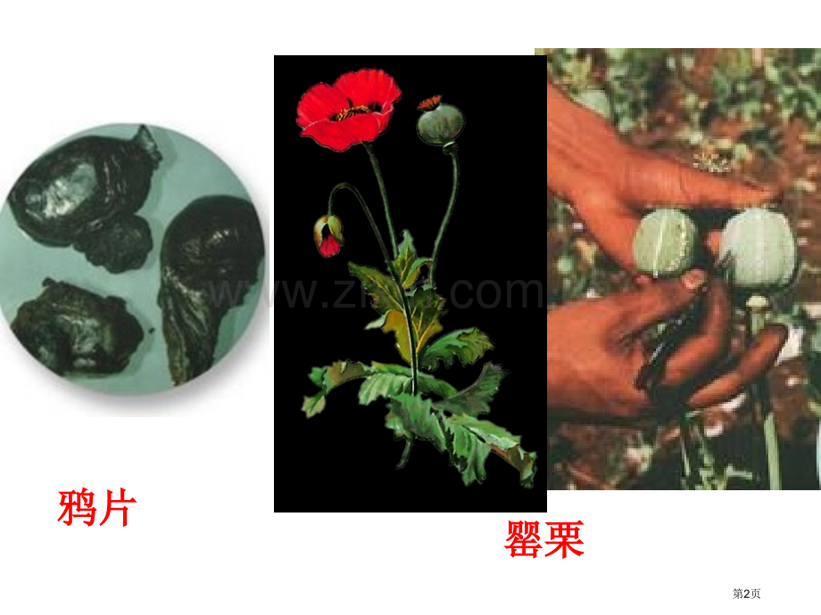 虎门销烟百校联赛一等奖.pptx_第2页