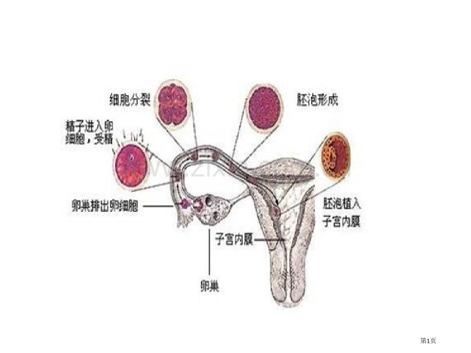 高中生物教材图片清晰省公共课一等奖全国赛课获奖课件.pptx_第1页
