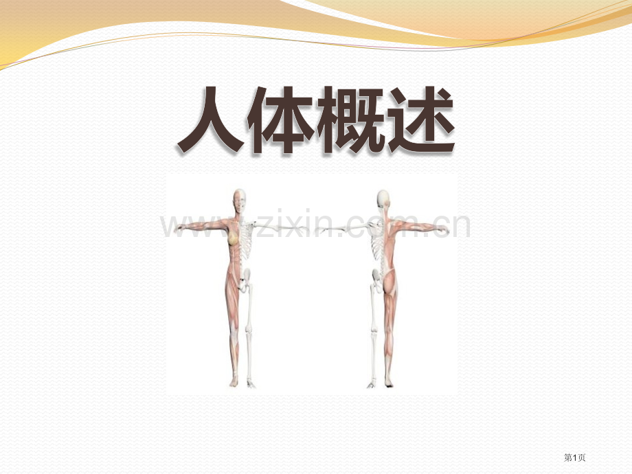 人体概述省公开课一等奖新名师比赛一等奖课件.pptx_第1页