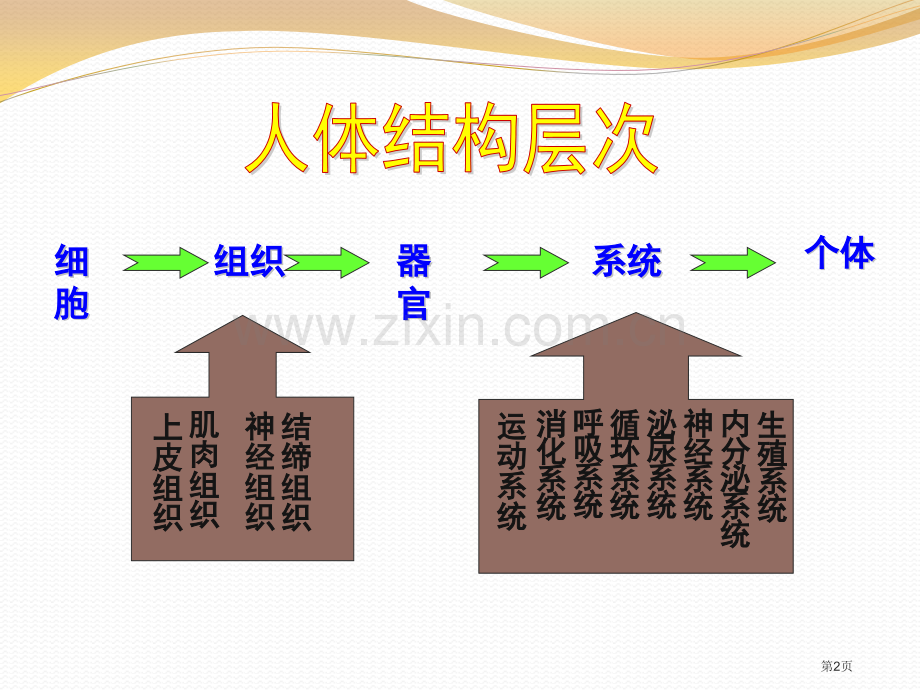 人体概述省公开课一等奖新名师比赛一等奖课件.pptx_第2页
