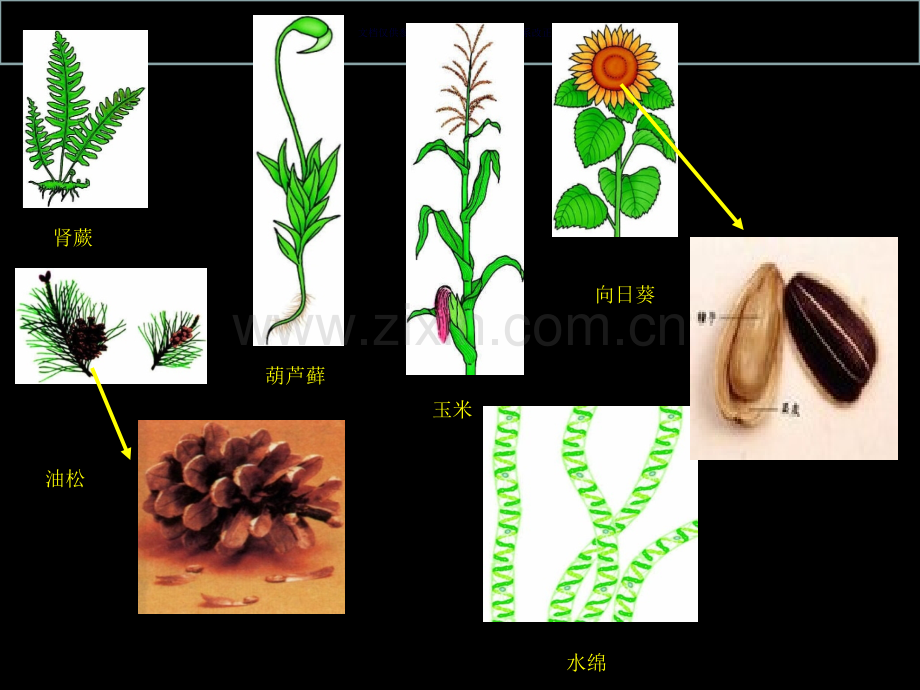 生物的多样性和其保护复习省公共课一等奖全国赛课获奖课件.pptx_第2页