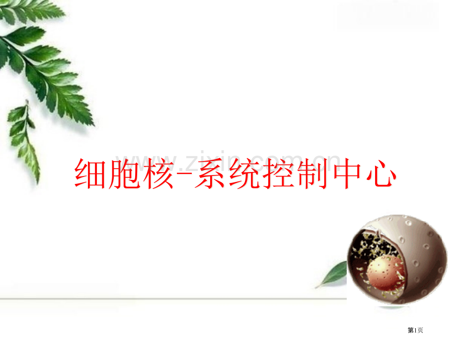 细胞核说课稿省公共课一等奖全国赛课获奖课件.pptx_第1页