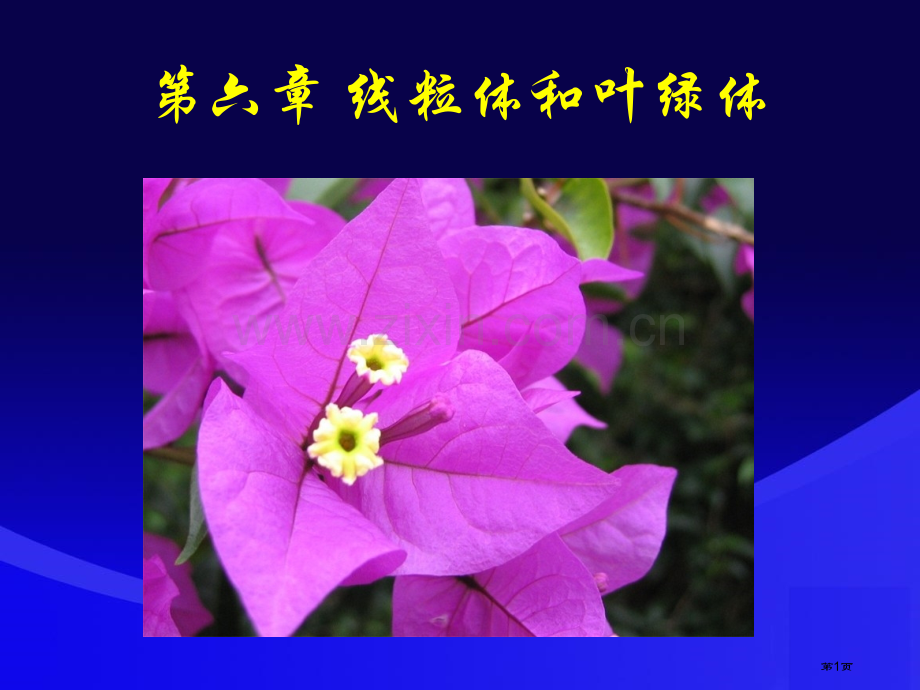 细胞生物学翟中和第四版线粒体和叶绿体省公共课一等奖全国赛课获奖课件.pptx_第1页