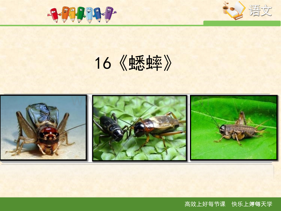 蟋蟀课件省公开课一等奖新名师比赛一等奖课件.pptx_第1页