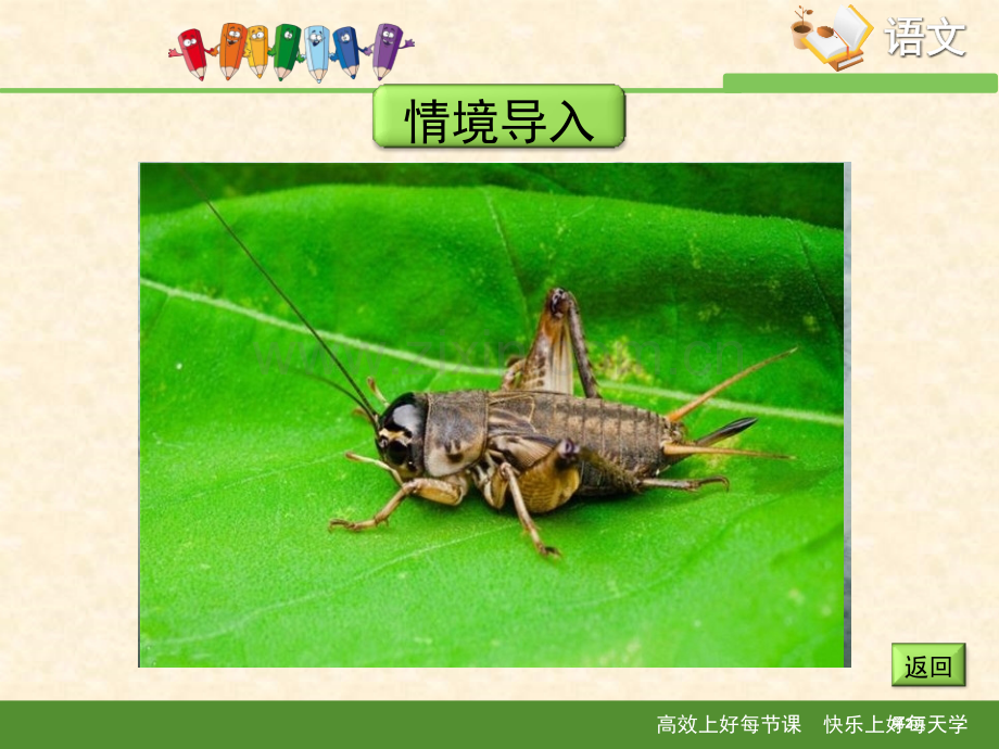 蟋蟀课件省公开课一等奖新名师比赛一等奖课件.pptx_第2页