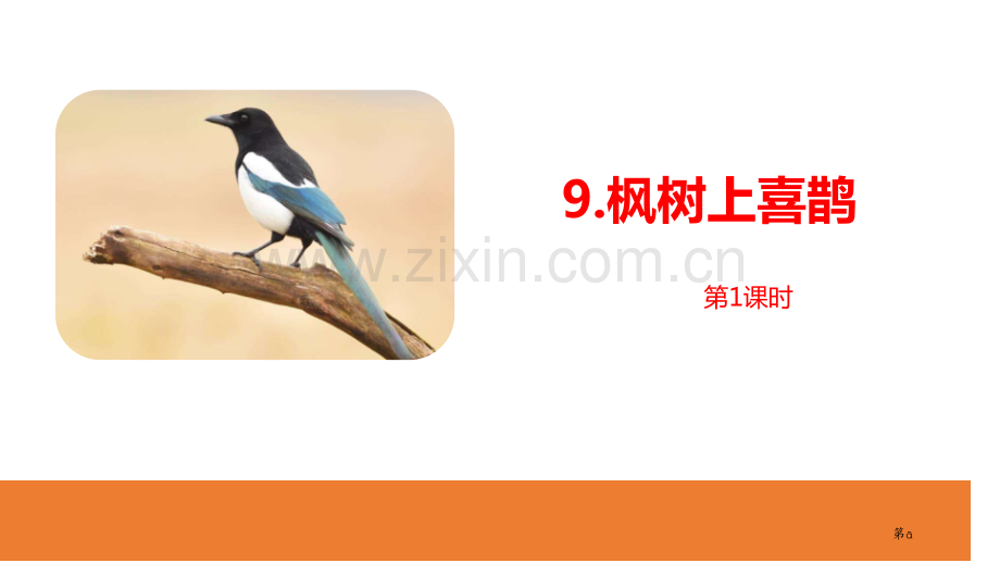 枫树上的喜鹊课件省公开课一等奖新名师比赛一等奖课件.pptx_第1页