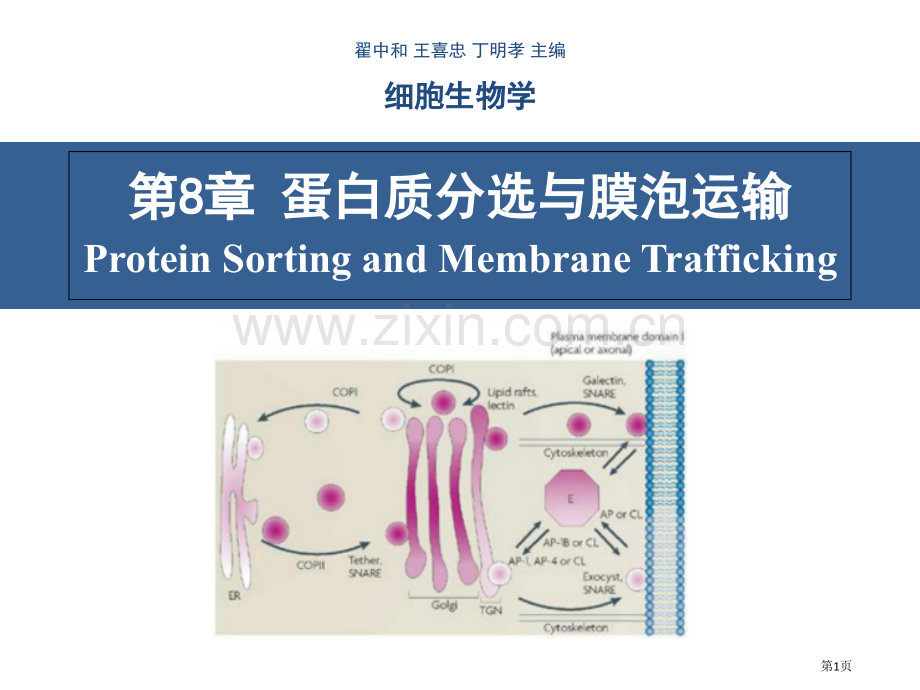 细胞生物学翟中和编蛋白质分选和膜泡运输省公共课一等奖全国赛课获奖课件.pptx_第1页