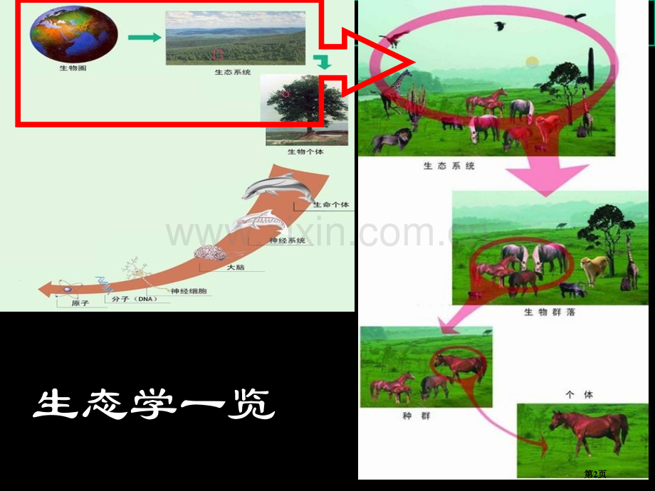高中生物竞赛辅导生态学省公共课一等奖全国赛课获奖课件.pptx_第2页
