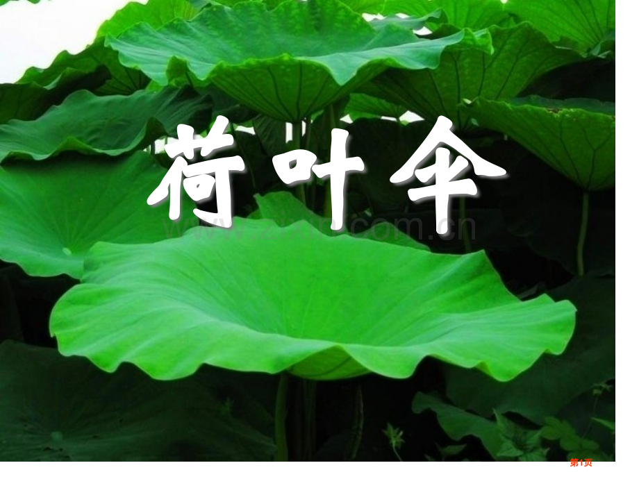 荷叶伞省公开课一等奖新名师比赛一等奖课件.pptx_第1页