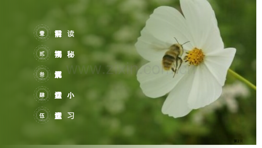 蜜蜂课件说课稿省公开课一等奖新名师比赛一等奖课件.pptx_第2页