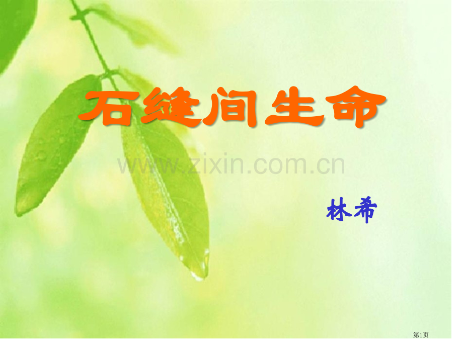 石缝间的生命.pptx_第1页