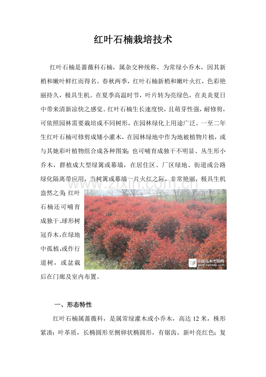 红叶石楠种植关键技术.doc_第1页