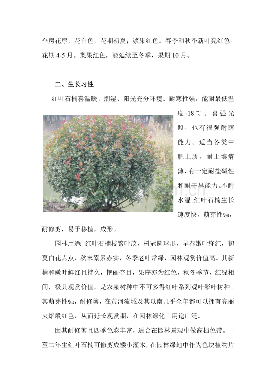 红叶石楠种植关键技术.doc_第2页