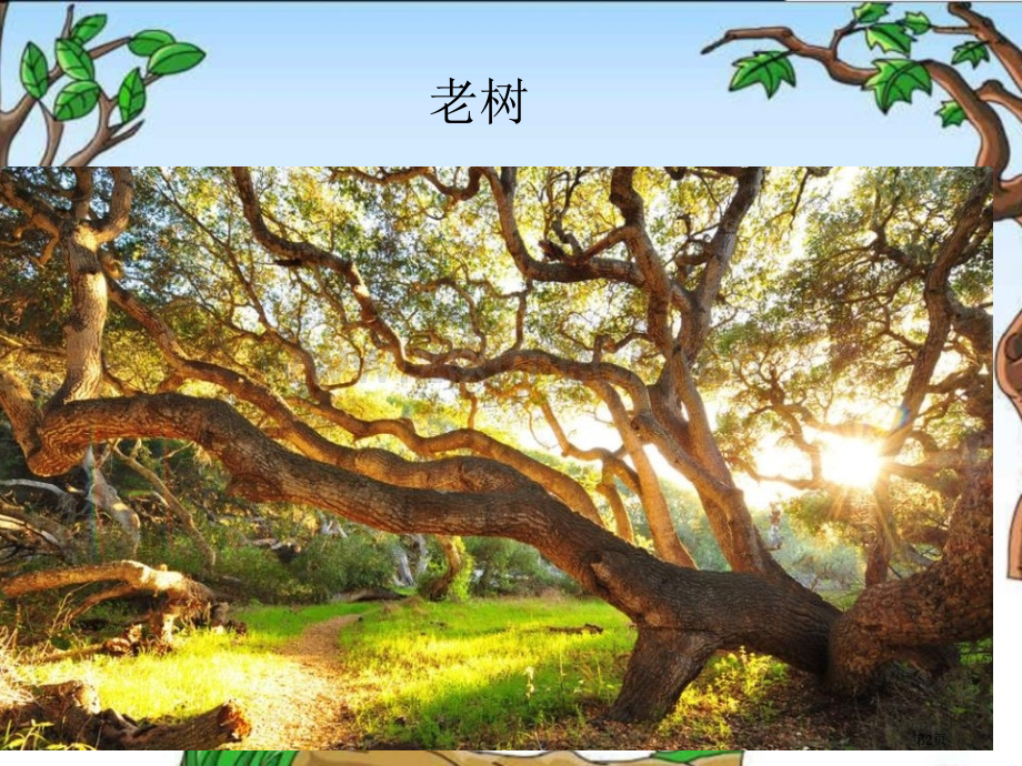 老树的故事省公开课一等奖新名师比赛一等奖课件.pptx_第2页
