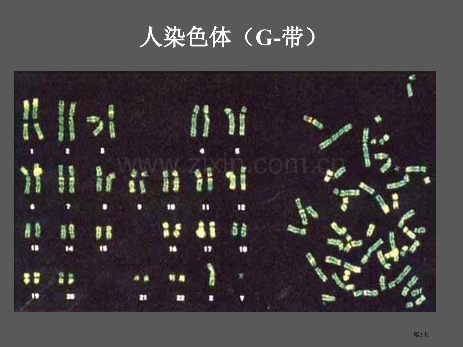 生物必修课堂教学染色体变异省公共课一等奖全国赛课获奖课件.pptx_第2页