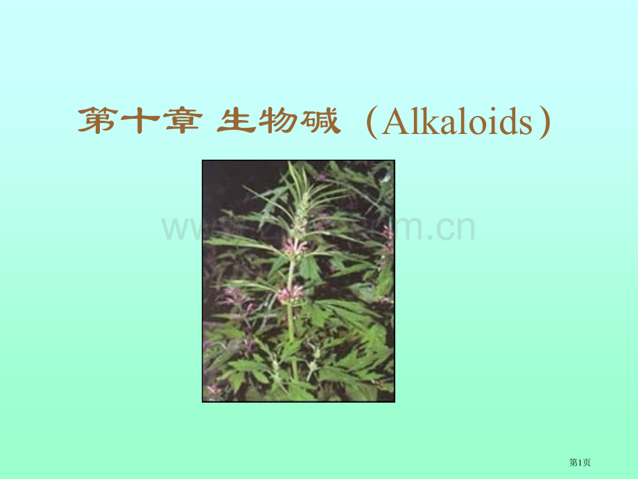 生物碱Alkaloids专题培训市公开课一等奖百校联赛特等奖课件.pptx_第1页