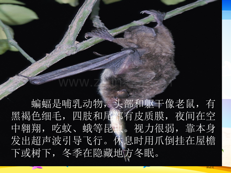 蝙蝠和雷达教学设计省公共课一等奖全国赛课获奖课件.pptx_第2页