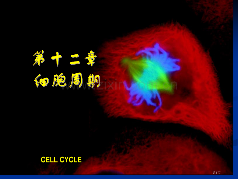 细胞周期翟中和细胞生物学全套省公共课一等奖全国赛课获奖课件.pptx_第1页