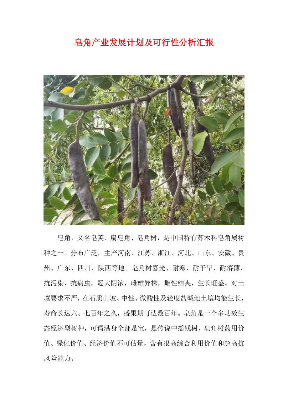 皂角产业发展综合规划及可行性分析报告.docx_第1页