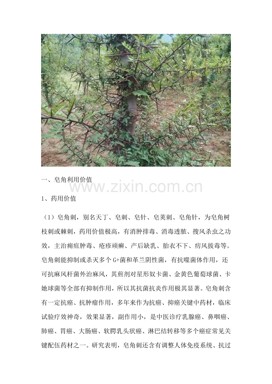 皂角产业发展综合规划及可行性分析报告.docx_第2页