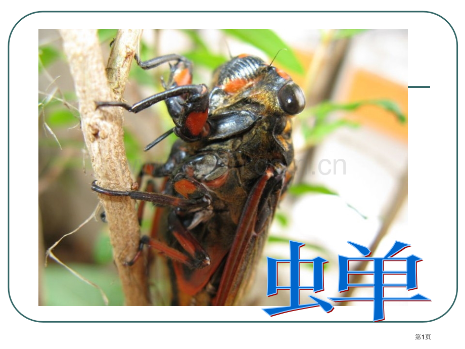 法布尔蝉市公开课一等奖百校联赛获奖课件.pptx_第1页
