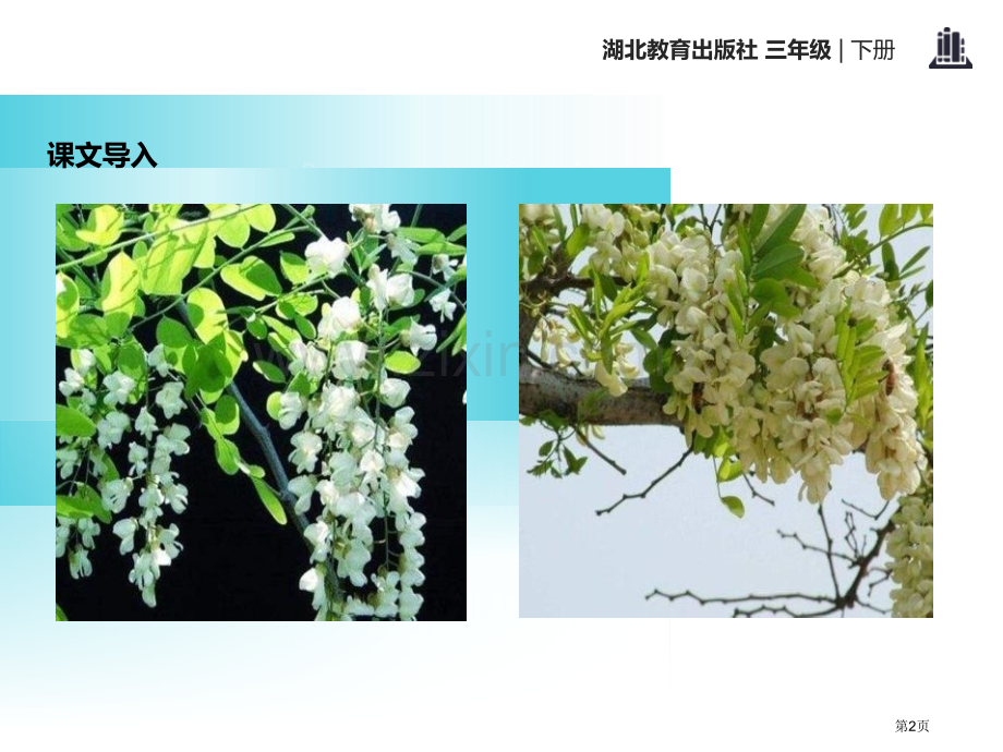 美丽的槐乡省公开课一等奖新名师比赛一等奖课件.pptx_第2页