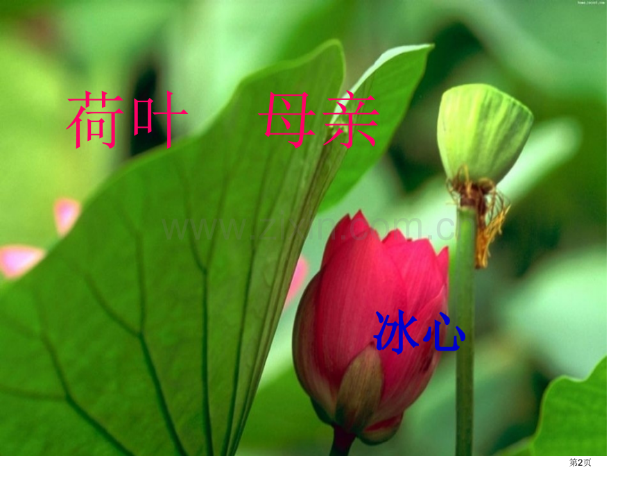 荷叶母亲省公共课一等奖全国赛课获奖课件.pptx_第2页