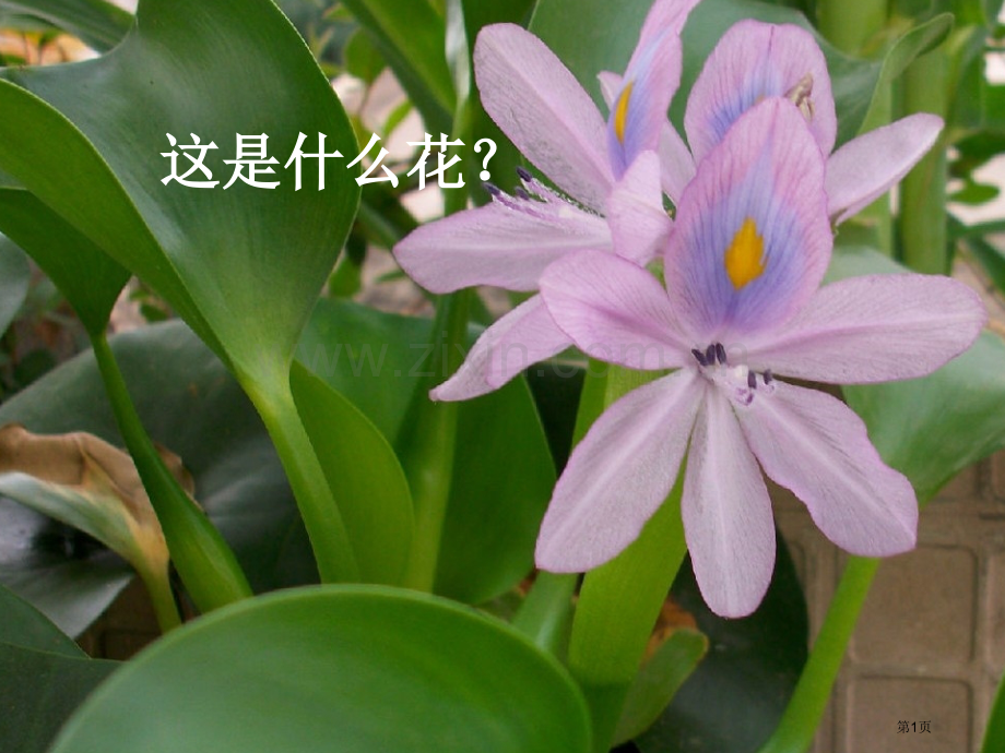 生物入侵者修改稿省公共课一等奖全国赛课获奖课件.pptx_第1页