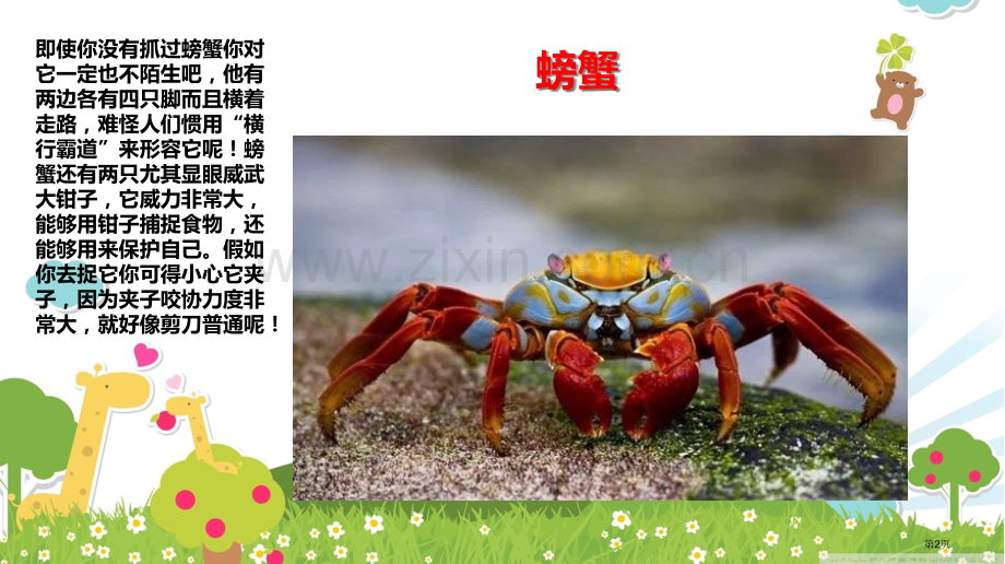 线描画螃蟹美术教育市公开课一等奖百校联赛获奖课件.pptx_第2页