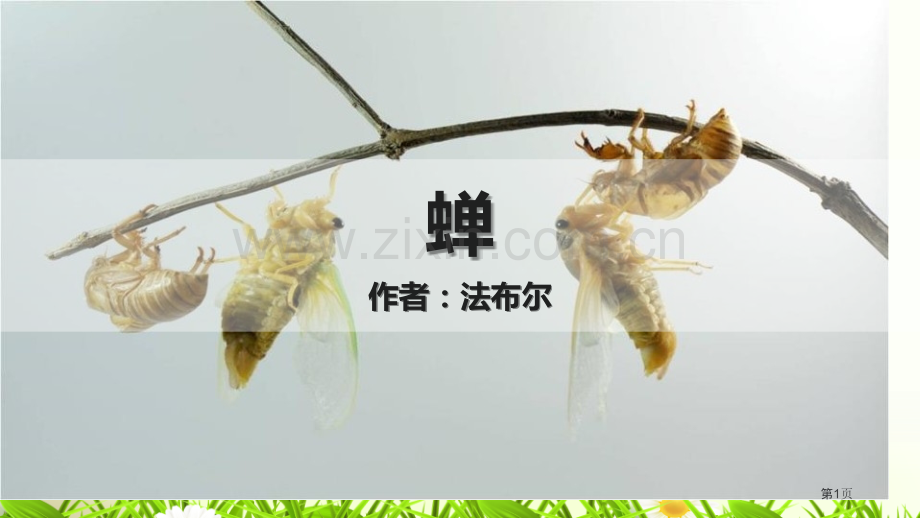 蝉优秀课件说课稿省公开课一等奖新名师比赛一等奖课件.pptx_第1页