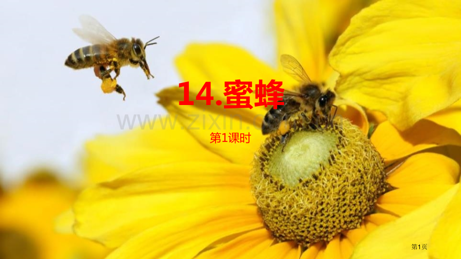 蜜蜂讲义省公开课一等奖新名师比赛一等奖课件.pptx_第1页