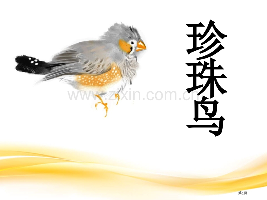 珍珠鸟省公开课一等奖新名师比赛一等奖课件.pptx_第1页