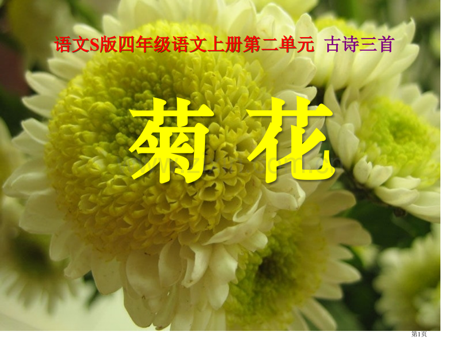 菊花课件省公开课一等奖新名师比赛一等奖课件.pptx_第1页