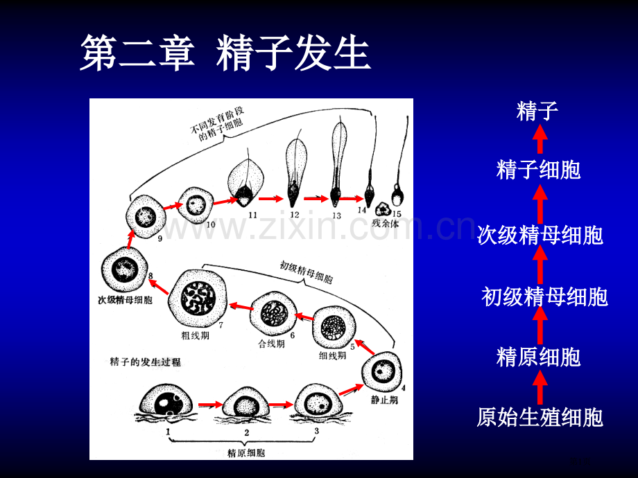 发育生物学精子发生省公共课一等奖全国赛课获奖课件.pptx_第1页