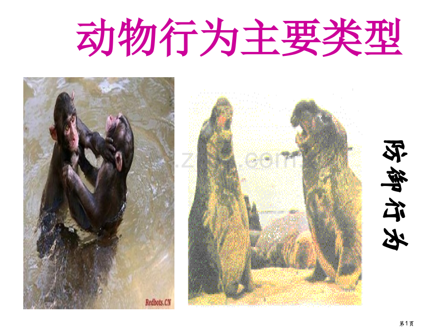 八年级生物动物行为的生理基础省公共课一等奖全国赛课获奖课件.pptx_第1页