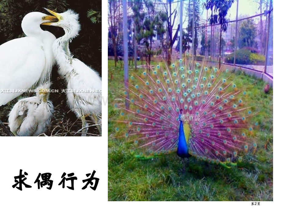 八年级生物动物行为的生理基础省公共课一等奖全国赛课获奖课件.pptx_第2页