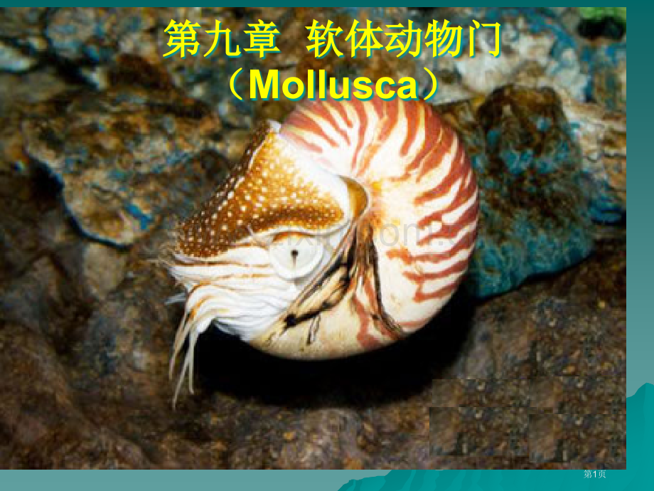 动物生物学-软体动物门省公共课一等奖全国赛课获奖课件.pptx_第1页