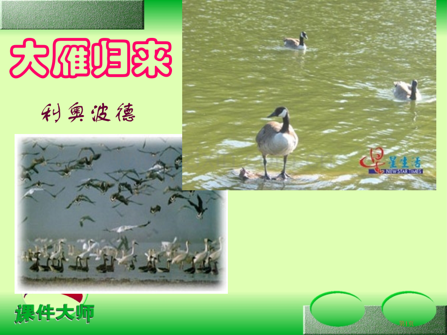 大雁归来省公开课一等奖新名师比赛一等奖课件.pptx_第1页