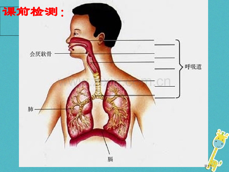 七年级生物下册第四单元第三章第二节发生在肺里的气体交换教案市公开课一等奖百校联赛特等奖大赛微课金奖P.pptx_第1页
