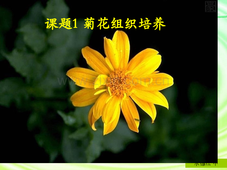 人教版教学课件菊花的组织培养课件市公开课一等奖百校联赛特等奖课件.pptx_第1页