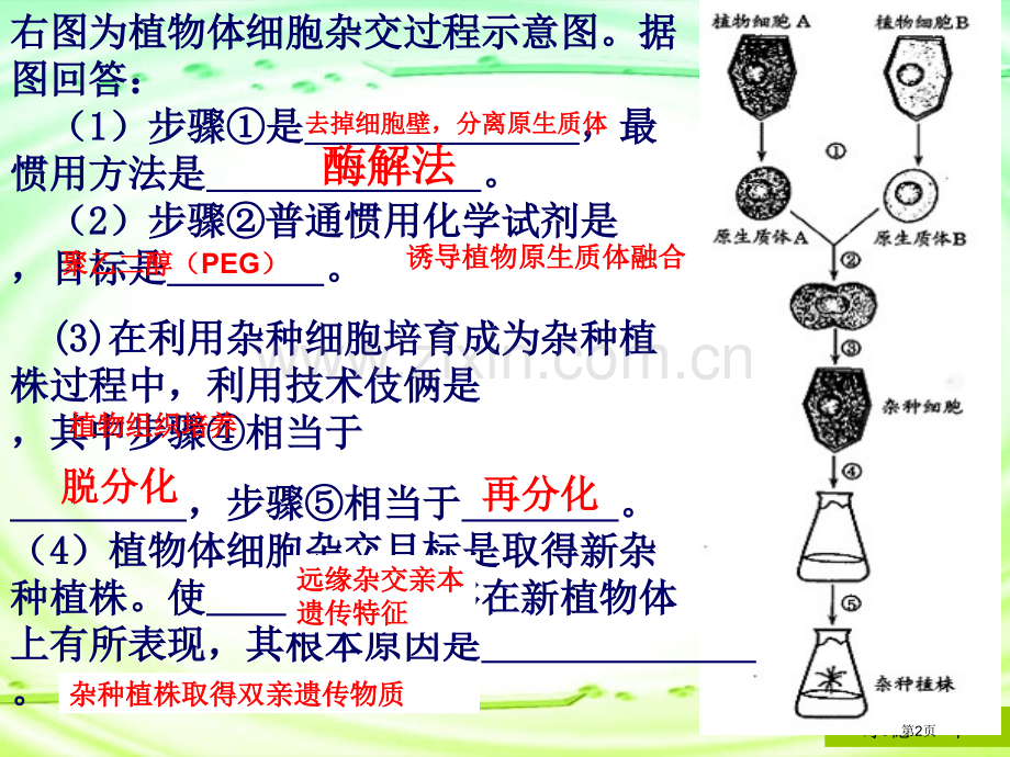 人教版教学课件菊花的组织培养课件市公开课一等奖百校联赛特等奖课件.pptx_第2页