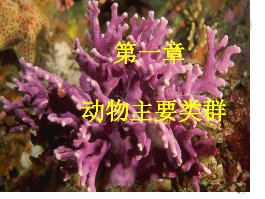 动物的主要类群济南版省公共课一等奖全国赛课获奖课件.pptx_第1页