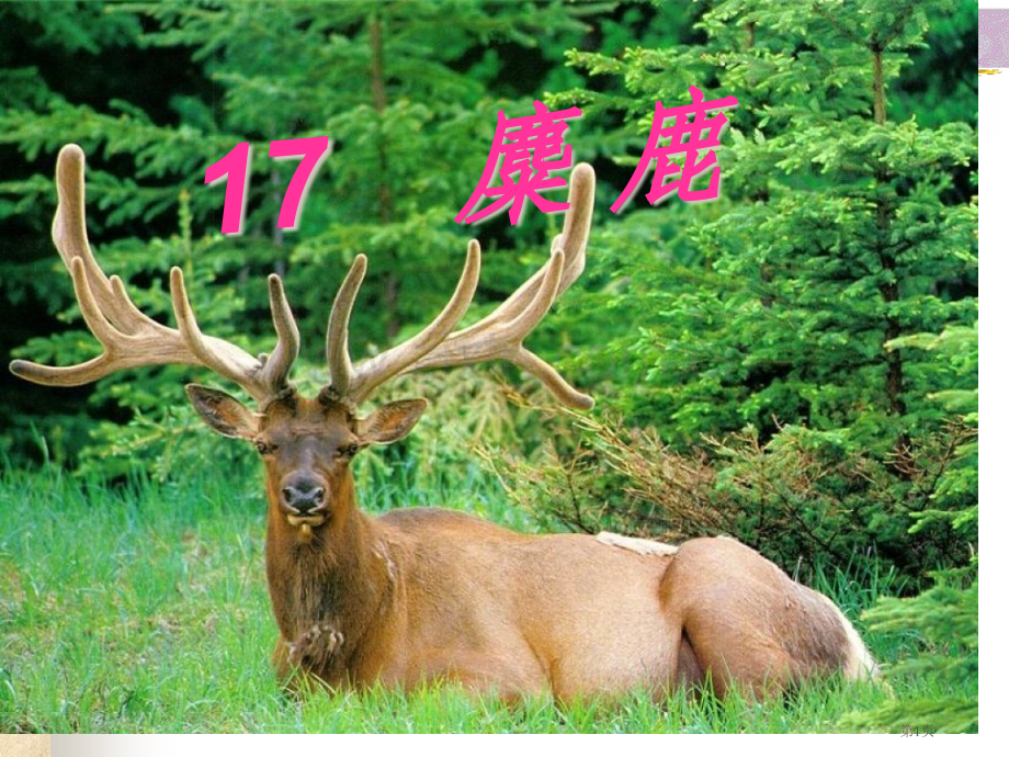 苏教版六年级语文上册麋鹿省公共课一等奖全国赛课获奖课件.pptx_第1页